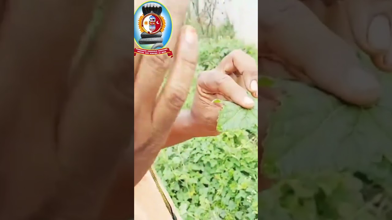"முசுமுசுக்கை மூலிகை இரகசியம்"  / பாகம் 2 l தலைமை வர்மக்கலை ஆசான் Dr.எஸ்.கோபாலகிருஷ்ணன்.B.A.M.S.