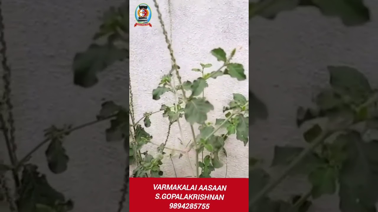 நாயுருவி மூலிகை வைத்தியம்/தலைமை வர்மக்கலை ஆசான் எஸ்.கோபாலகிருஷ்ணன் ஆச்சாரியார் 9894285755