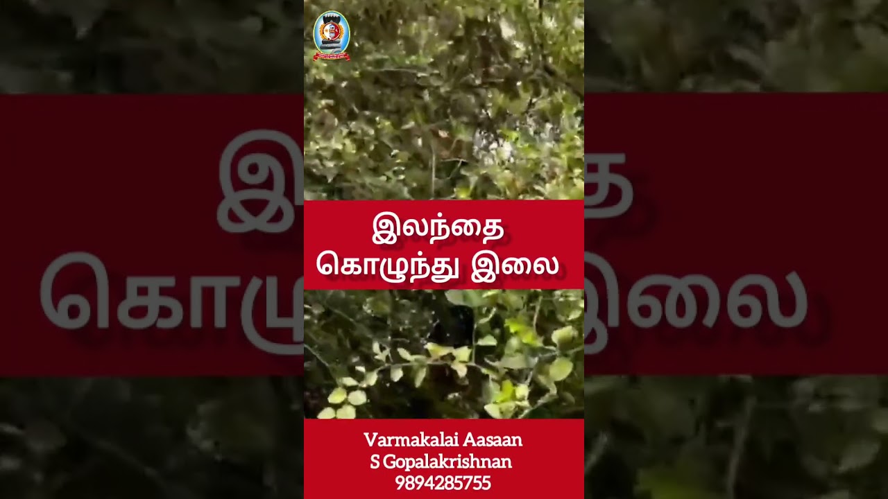 "இலந்தை கொழுந்து வைத்தியம்/தலைமை வர்மக்கலை ஆசான் எஸ்.கோபாலகிருஷ்ணன் ஆச்சாரியார்+919894285755
