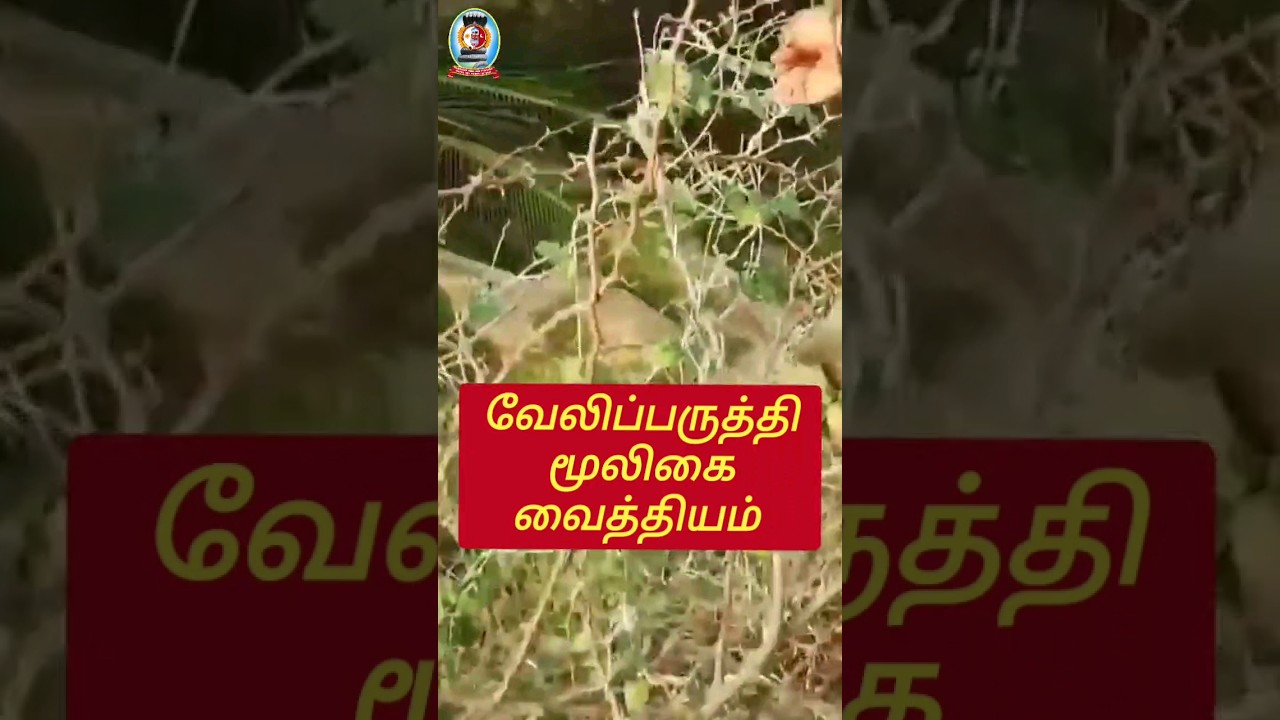 வேலிப்பருத்தி மூலிகை வைத்தியம்/தலைமை வர்மக்கலை ஆசான் Dr.எஸ்.கோபாலகிருஷ்ணன் ஆச்சாரியார்.9894285755