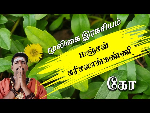 மூலிகை இரகசியம் "மஞ்சள் கரிசலாங்கண்ணி" / தலைமை வர்மக்கலை ஆசான் எஸ்.கோபாலகிருஷ்ணன் ஆச்சாரியார்