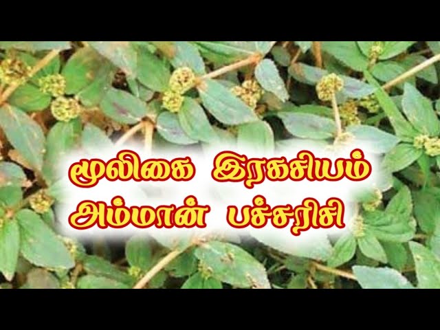 மூலிகை இரகசியம் 'அம்மான் பச்சரிசி '/கோ +919894285755