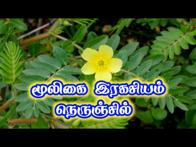 மூலிகை இரகசியம் " நெருஞ்சில் "/முனைவர். எஸ்.கோபாலகிருஷ்ணன்+919894285755