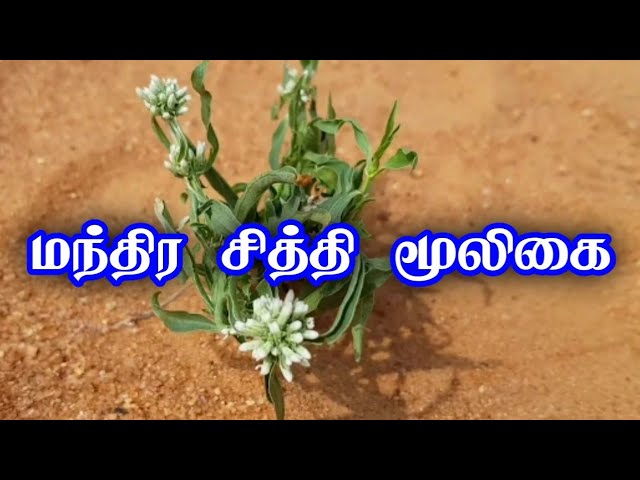 மந்திரசித்தி மூலிகை/Dr.எஸ்.கோபாலகிருஷ்ணன்+919894285755
