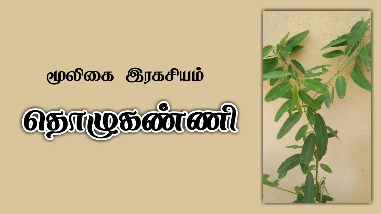 மூலிகை இரகசியம் ' தொழுகண்ணி '/ எஸ்.கோபாலகிருஷ்ணன் +919894285755.