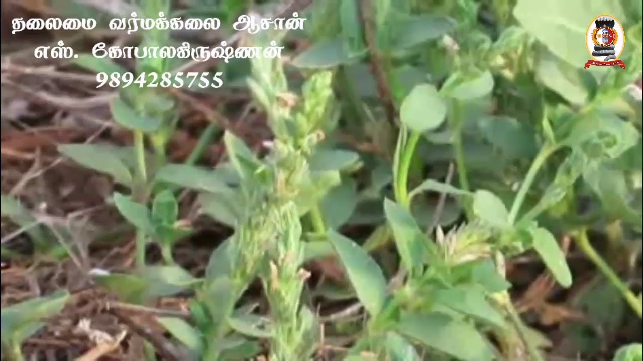 மூலிகை இரகசியம் 'கோடகசாலை' /எஸ். கோபாலகிருஷ்ணன்+919894285755