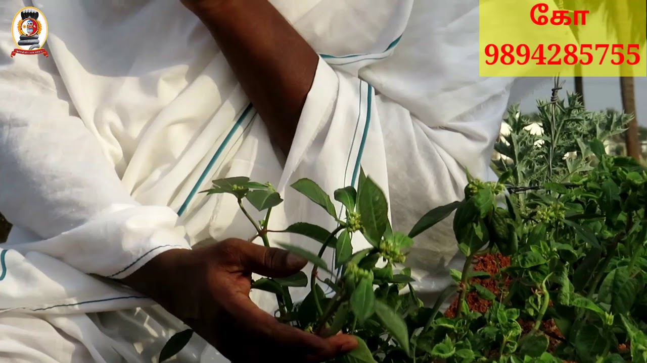 மூலிகை இரகசியம் ' பால் பெருக்கி '/ கோ 9894285755