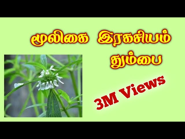 மூலிகை இரகசியம் "தும்பை" /எஸ். கோபாலகிருஷ்ணன்+919894285755