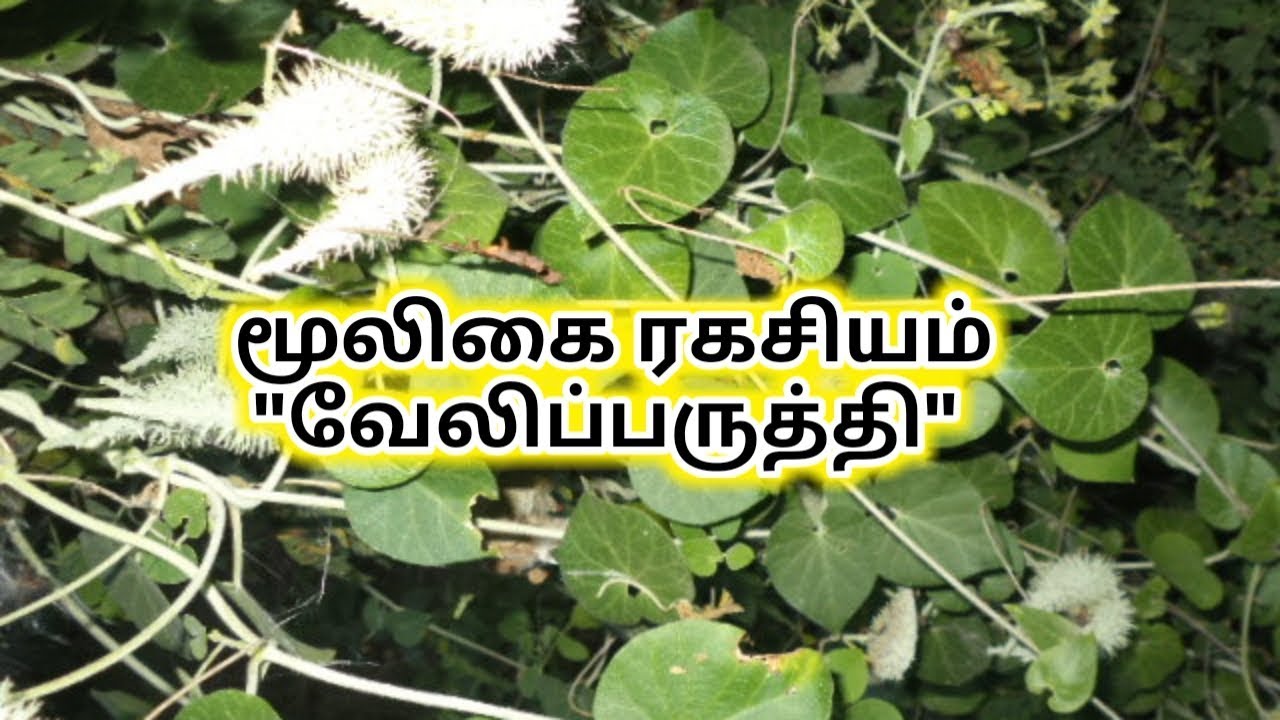 மூலிகை இரகசியம் "வேலிப்பருத்தி" /எஸ்.கோபாலகிருஷ்ணன்+919894285755