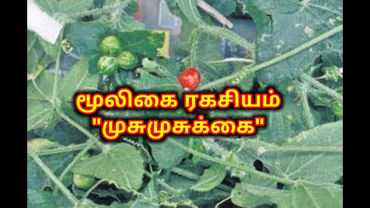 மூலிகை இரகசியம்/"முசுமுசுக்கை" /எஸ்.கோபாலகிருஷ்ணன்+919894285755.