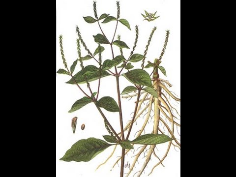 Mooligai Ragasiyam "Naayuruvi" /S.Gopalakrishnan+919894285755