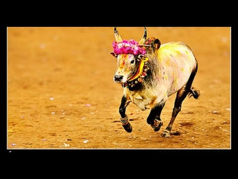 ஜல்லிக்கட்டு தடை இரகசியம்/Jallikkattu ban secret/S.Gopalakrishnan+919894285755