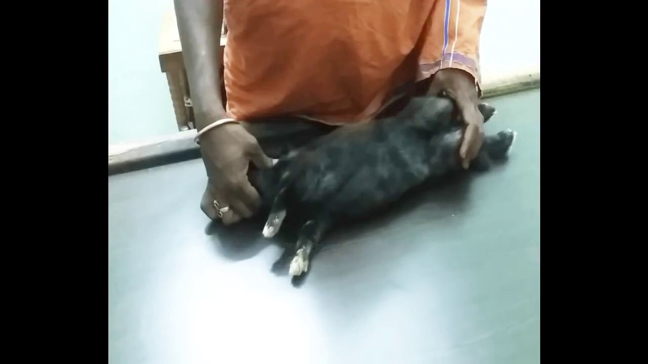 varmakalai /Rabbit varmam /S.Gopalakrishnan+919894285755